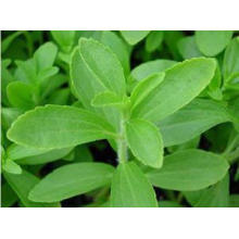 GMP Standard Pharmaceutical Ingredients Stevia Leaf Extracts 90%Min. HPLC